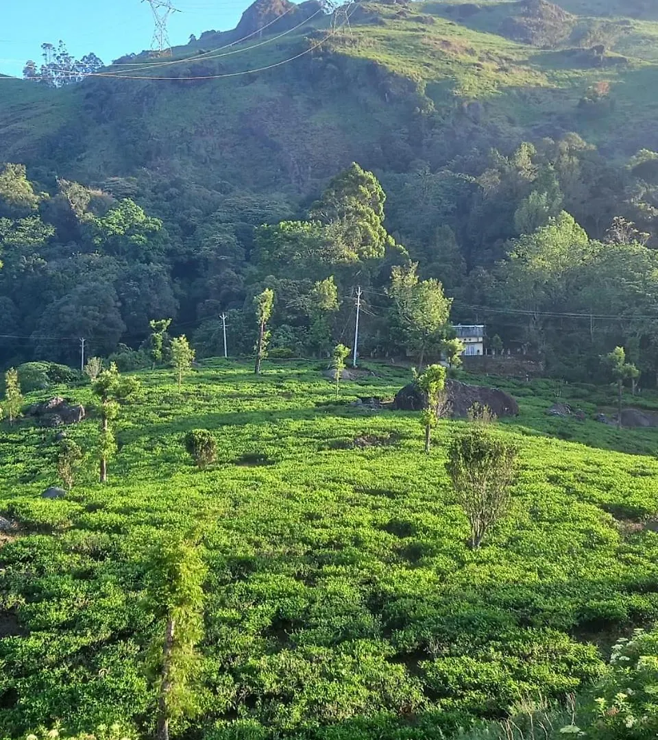 Tea Dale - All Rooms With Tea Estate View Munnar Indien