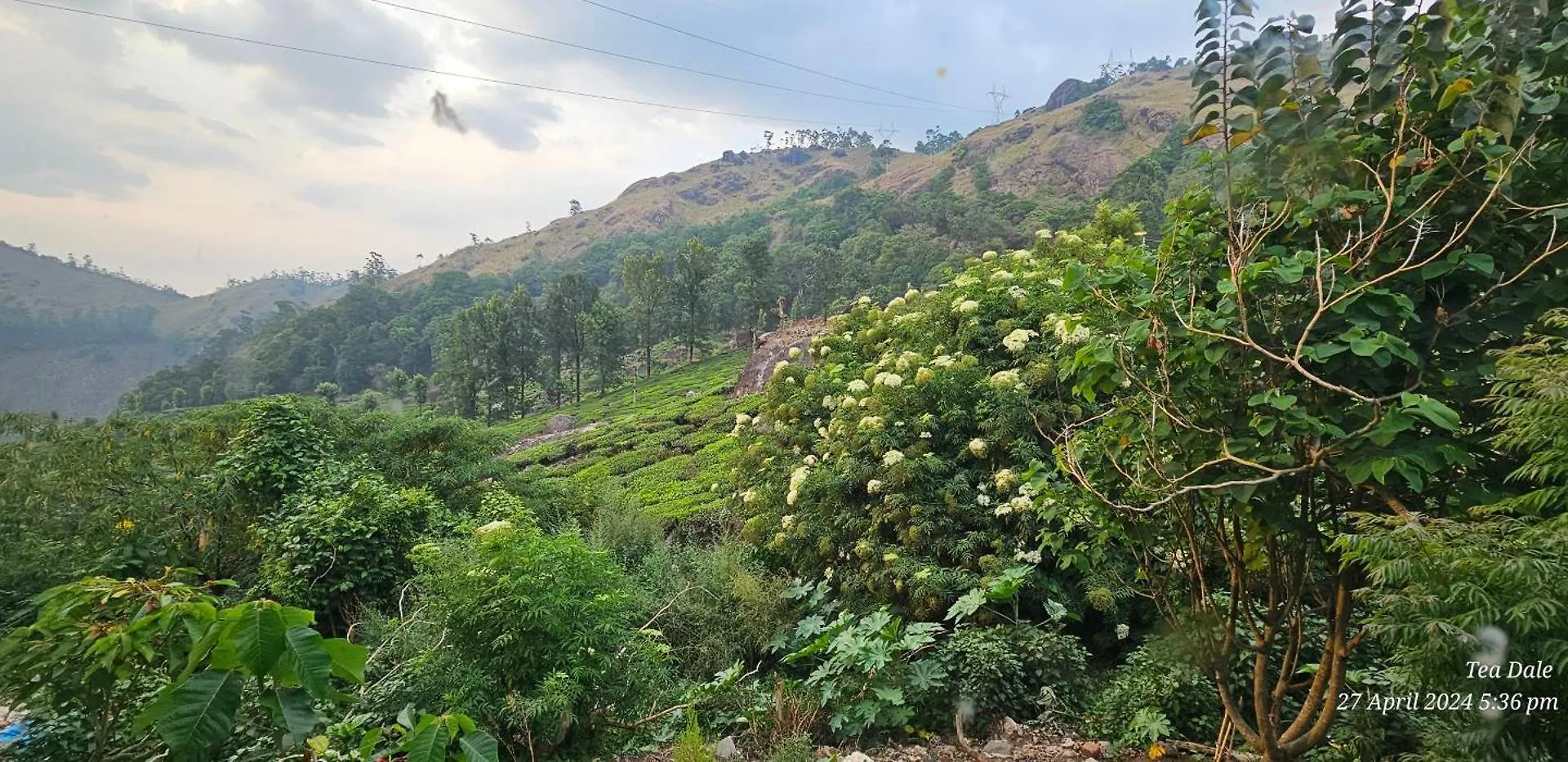 Homestay Tea Dale - All Rooms With Tea Estate View Munnar
